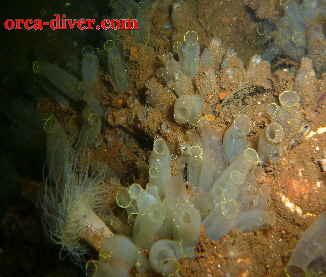 muscheln2